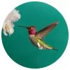 Andreas Custom Anna's Hummingbird Hummingbird Jar Opener